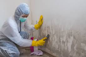 Best Mold Removal for HVAC Installations in USA